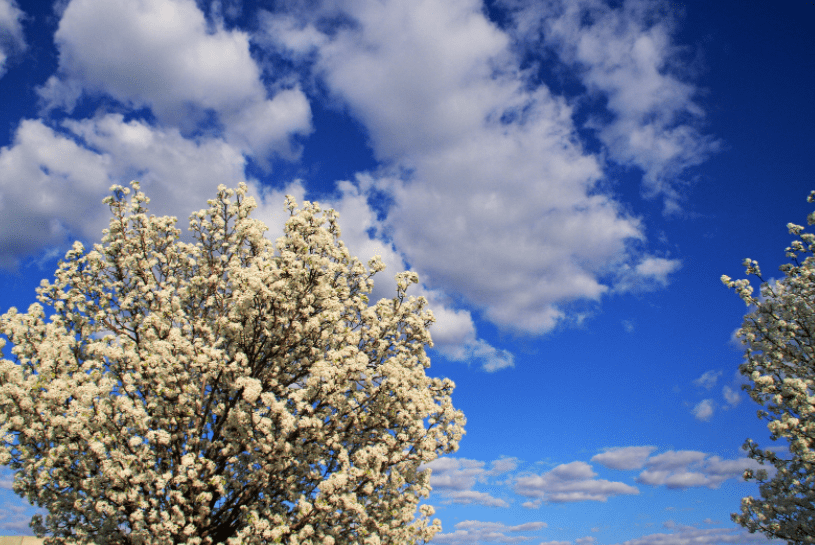 Bradford Pear Tree Gardenfrontier Bradford Pear Tree