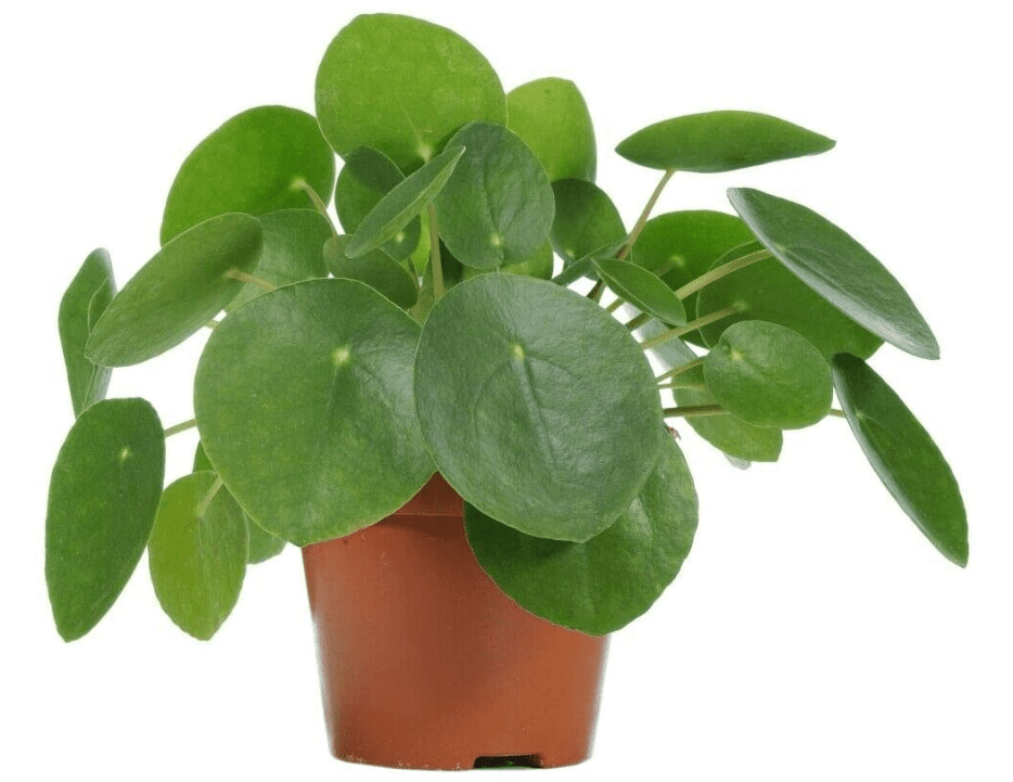 Chinese Money Plant Pilea Peperomioides Gardenfrontier Chinese Money Plant Pilea Peperomioides