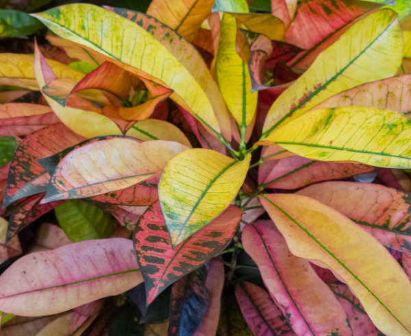 Codiaeum Gardenfrontier Codiaeum