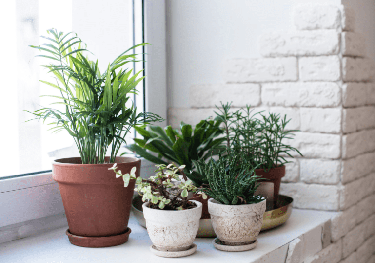 Popular Houseplants Gardenfrontier Popular Houseplants