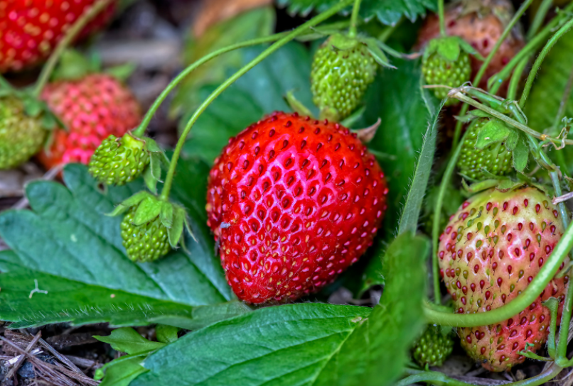 How To Grow Your Own Strawberries Gardenfrontier How To Grow Your Own Strawberries