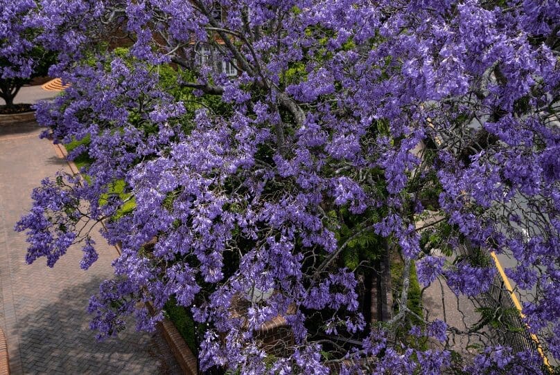 Jacaranda Trees Gardenfrontier Jacaranda Trees