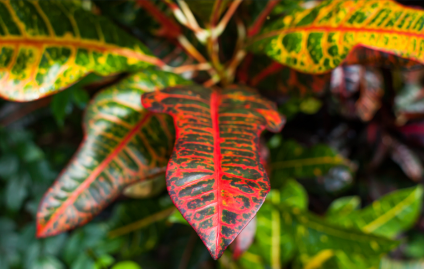 Jamaican Croton Gardenfrontier Jamaican Croton