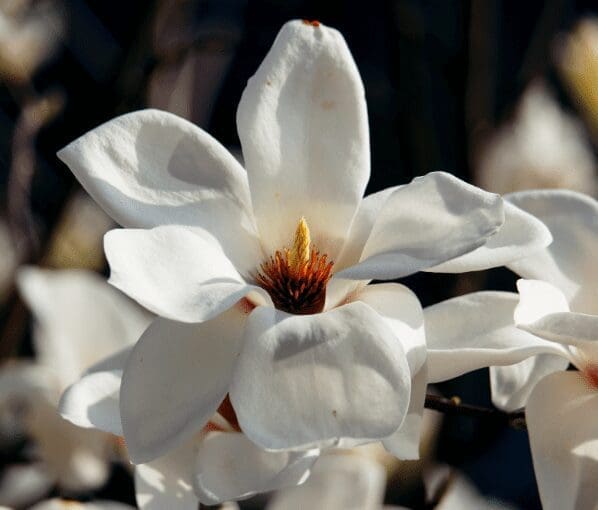 KOBUS MAGNOLIA Gardenfrontier KOBUS MAGNOLIA