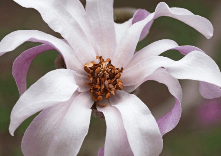 Leonard Messel loebner magnolia Gardenfrontier Leonard Messel loebner magnolia