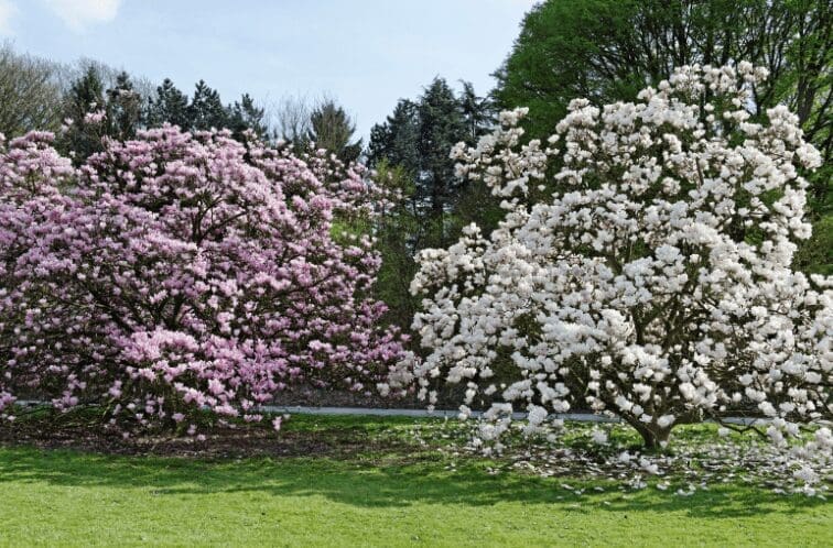 Magnolia Trees Gardenfrontier Magnolia Trees