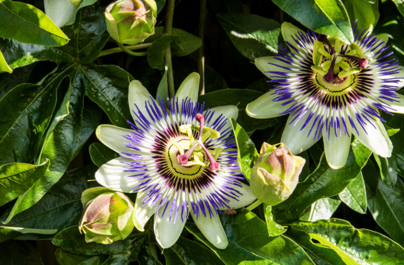 Passiflora caerulea Gardenfrontier Passiflora caerulea