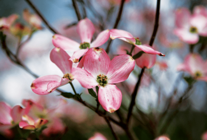 Red Dogwood Gardenfrontier Red Dogwood
