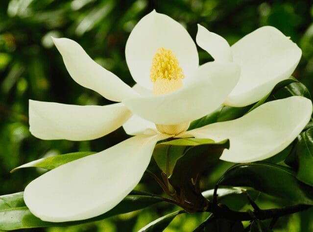 Southern Magnolia Gardenfrontier Southern Magnolia