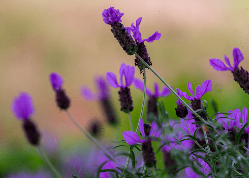 Spanish Lavender Gardenfrontier Spanish Lavender