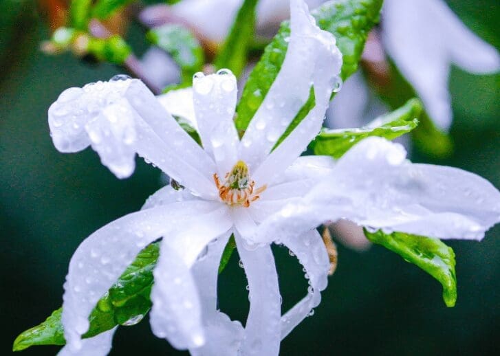 Starmagnolia Gardenfrontier Star magnolia