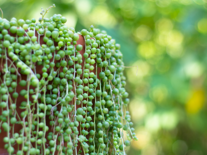 String Of Perls Plant Gardenfrontier String Of Perls Plant