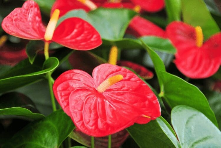 Anthurium Gardenfrontier Anthurium