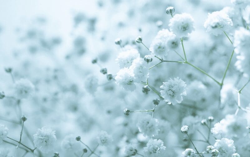 Babys breath Gardenfrontier Babys breath