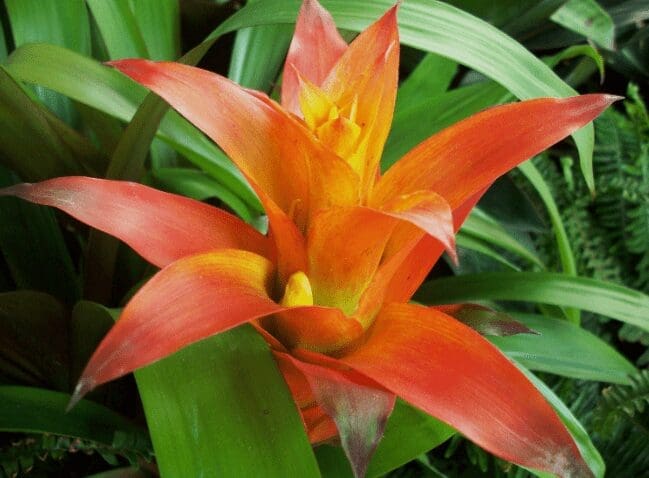 Bromeliad Gardenfrontier Bromeliad