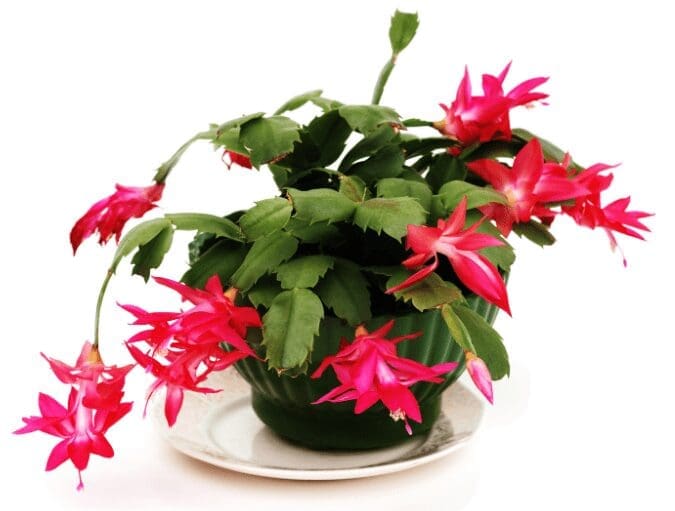 Christmas Cactus Gardenfrontier Christmas Cactus