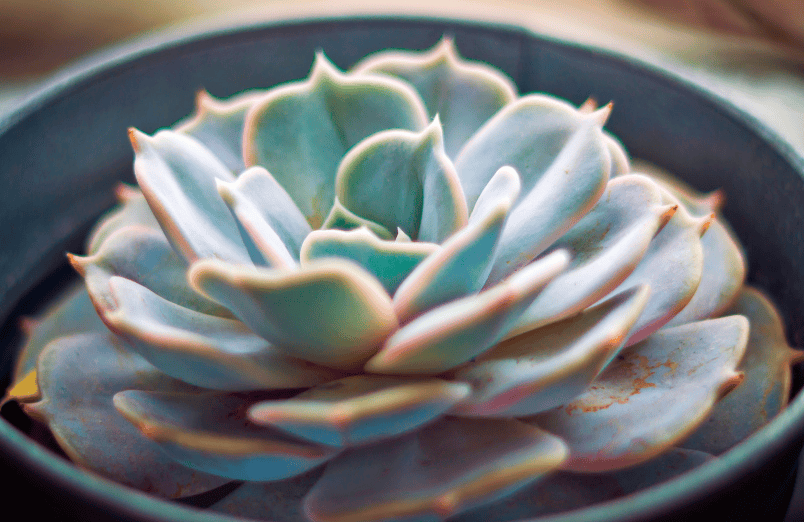 Echeveria Miranda Gardenfrontier Echeveria Miranda