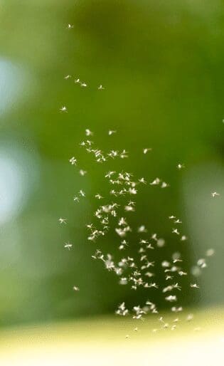 Gnats Gardenfrontier Gnats