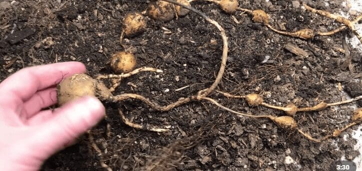 Groundnut Gardenfrontier Groundnut