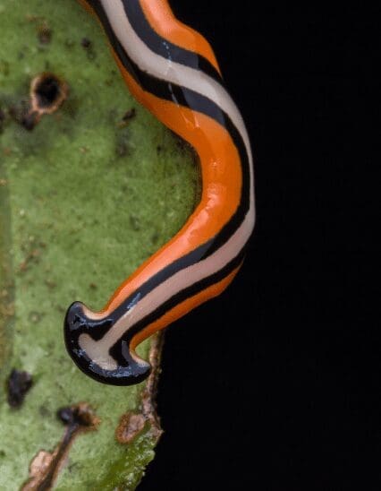 Hammerhead Worm Gardenfrontier Hammerhead Worm