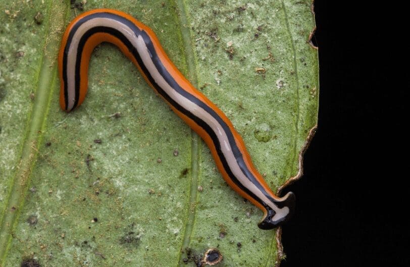 Hammerhead Worms Gardenfrontier Hammerhead Worms