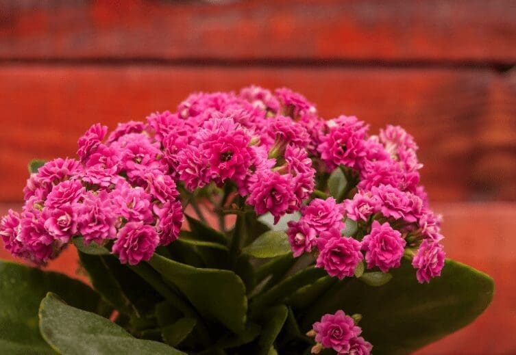 Kalanchoe Gardenfrontier Kalanchoe
