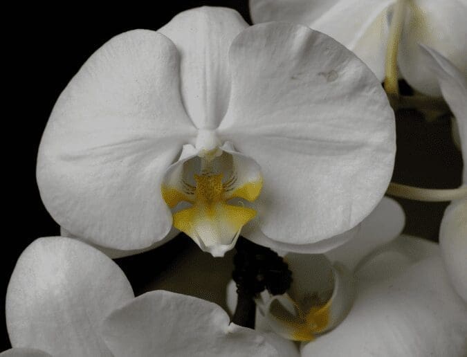 Moth Orchid Gardenfrontier Moth Orchid