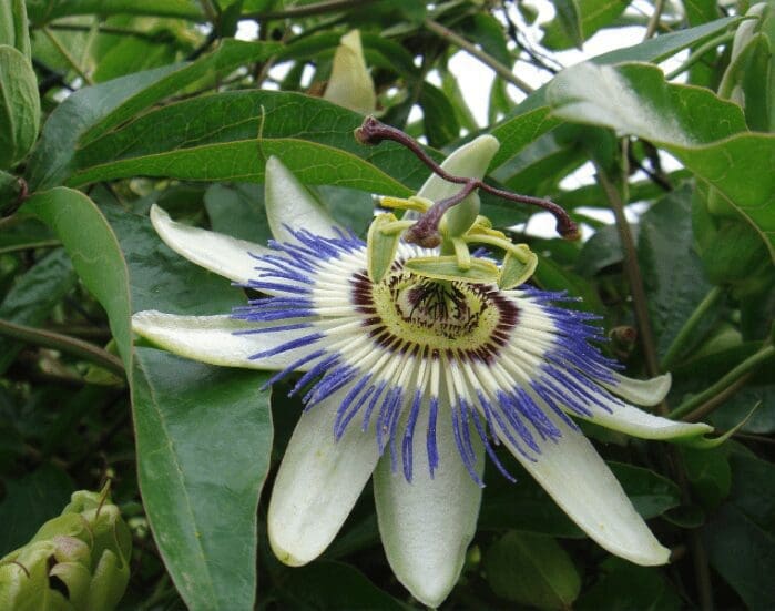 Passiflora Caerulea Gardenfrontier A beautiful Blue Passionflower Passiflora Caerulea in full bloom