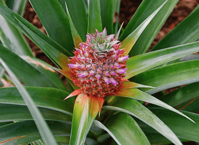 Pineapple Plant Gardenfrontier Pineapple Plant