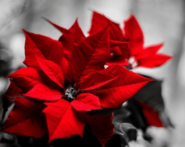 Poinsettia Gardenfrontier Poinsettia