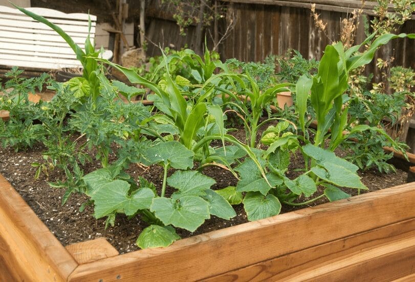 Raised Garden Beds Gardenfrontier Raised Garden Beds