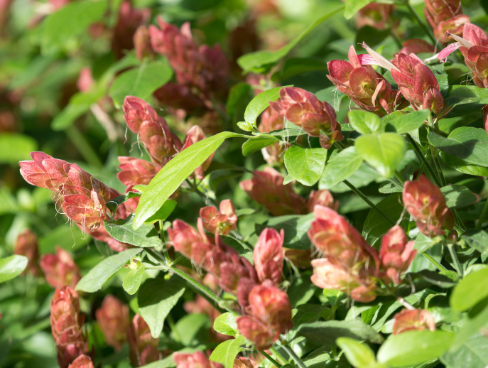 Shrimp Plant Gardenfrontier Shrimp Plant