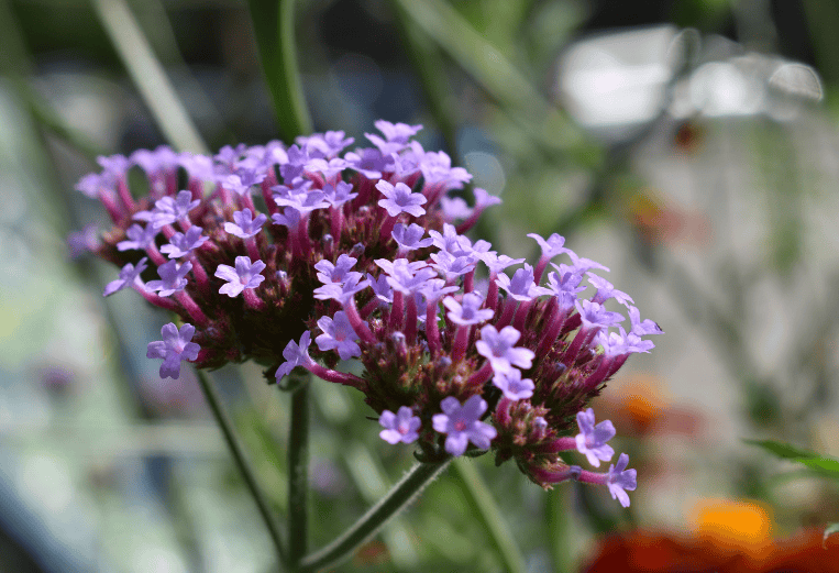 English Lavander Gardenfrontier English Lavander