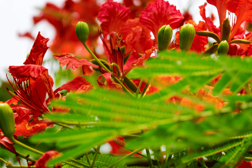 Flame Tree Gardenfrontier Flame Tree