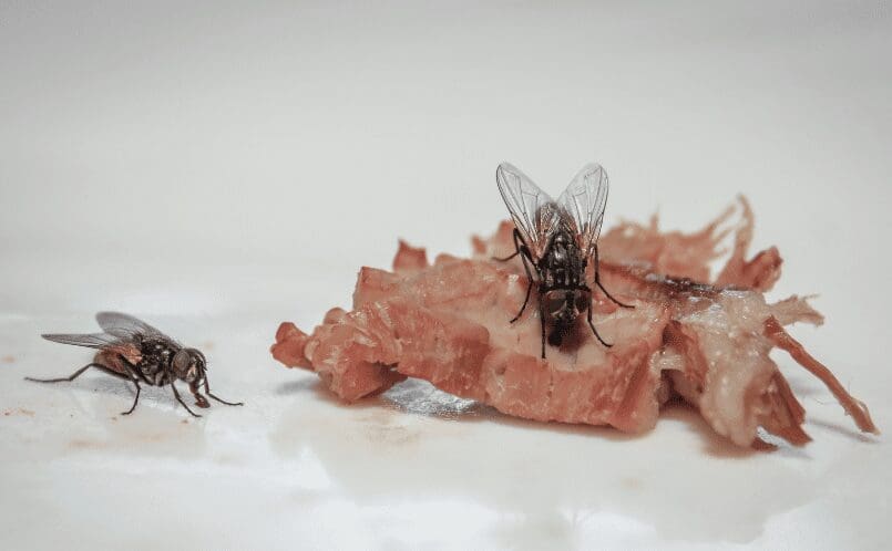 How To Get Rid Of Flies Inside Gardenfrontier How To Get Rid Of Flies Inside