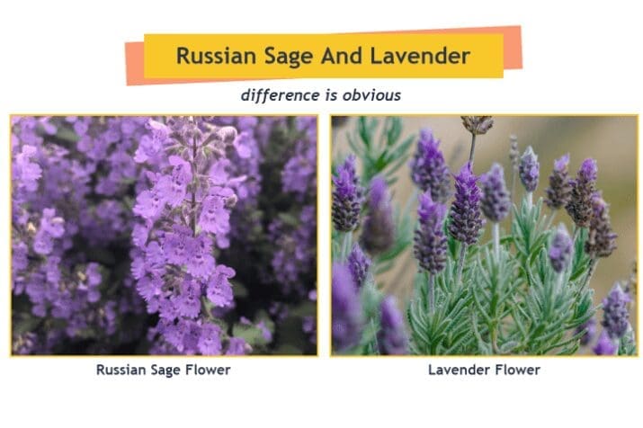 Lavender Vs Russian Sage Gardenfrontier Lavender Vs Russian Sage