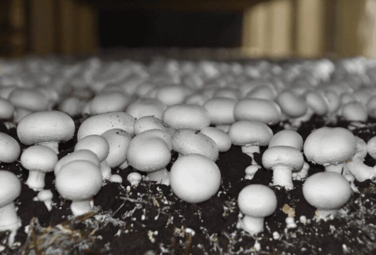 Mushrooms Growing In Yard Gardenfrontier Mushrooms Growing In Yard
