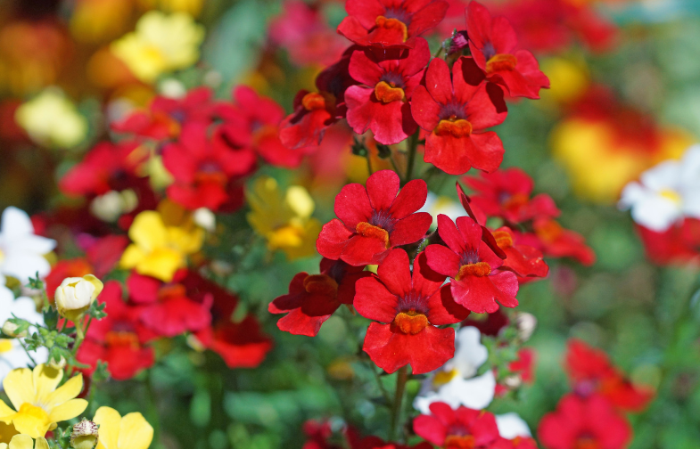Nemesia Red Flowers Gardenfrontier Red and pink nemesia flowers blooming in a colorful garden container