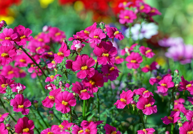 Nemesia Plant Care Gardenfrontier Colorful nemesia flowers blooming in a garden container with pink yellow orange and purple blossoms