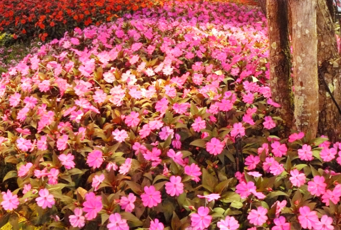 New Guinea Impatiens Gardenfrontier New Guinea Impatiens