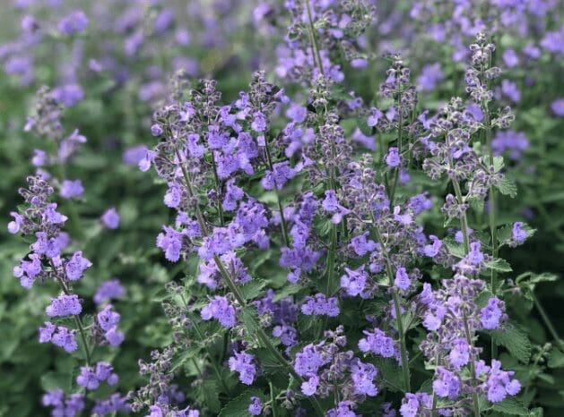 Russian Sage Gardenfrontier Russian Sage
