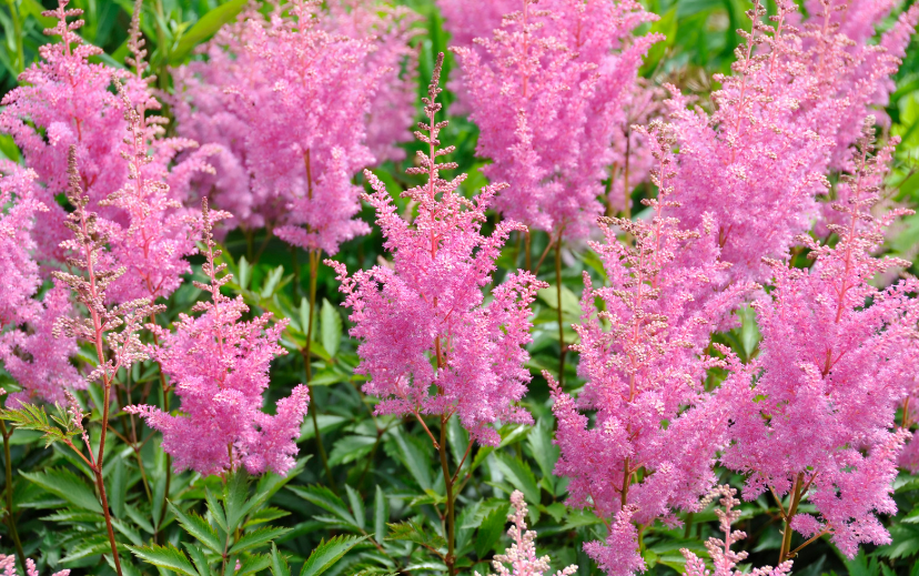 Astilbe Gardenfrontier A beautiful cluster of blooming pink and white Astilbe plants in a shade garden