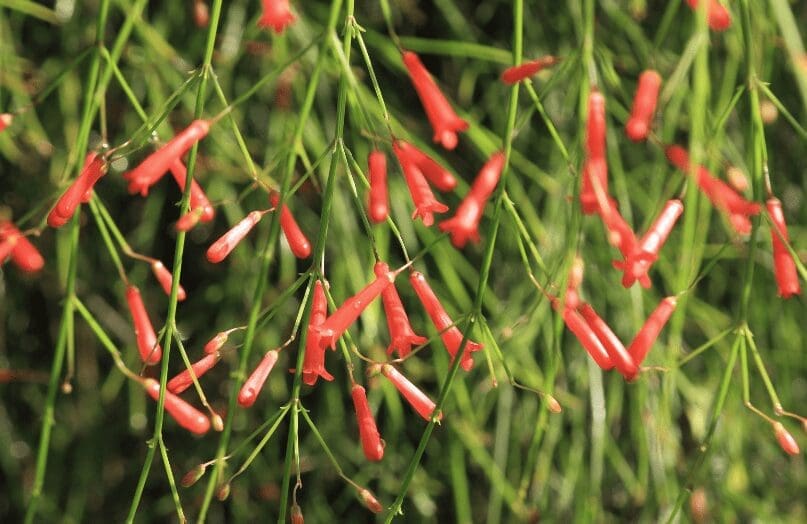 Firecracker plant Russelia equisetiformis Gardenfrontier Firecracker plant Russelia equisetiformis