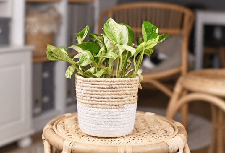 Manjula Gardenfrontier' pothos - Epipremnum Aureum Manjula' pothos - Epipremnum Aureum