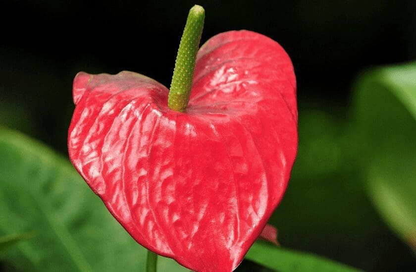 Pink Princess Philodendron Gardenfrontier Pink Princess Philodendron