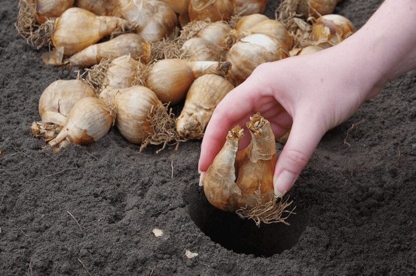 exotic summerblooming bulbs Gardenfrontier exotic summer blooming bulbs