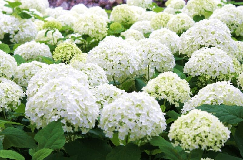 White Hydrangeas Gardenfrontier White Hydrangeas