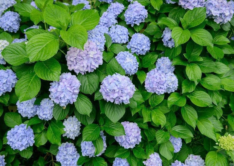 Bigleaf Hydrangea Hydrangea macrophylla Gardenfrontier Bigleaf Hydrangea Hydrangea macrophylla