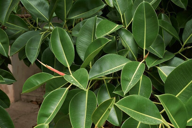 Ficus Tineke Gardenfrontier Ficus Tineke