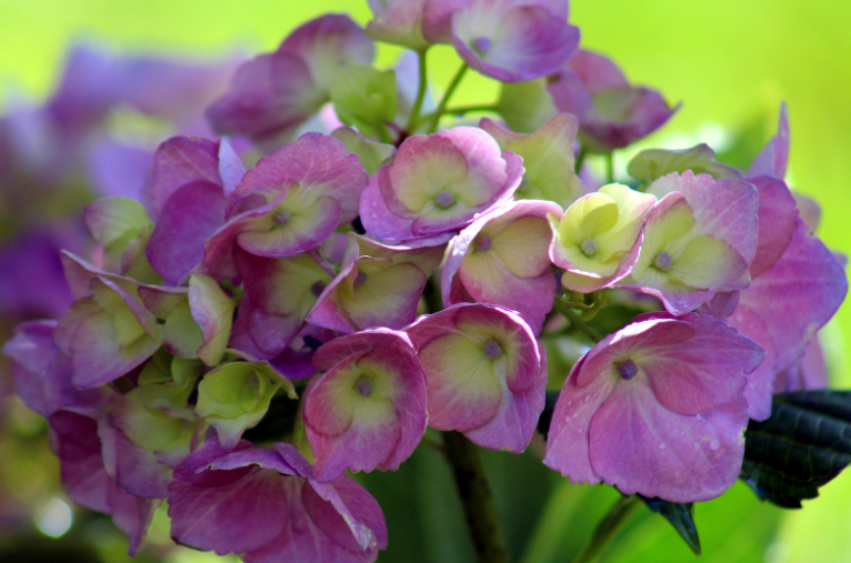 Endless Summer Hydrangeas Gardenfrontier A beautiful row of blooming Endless Summer Hydrangeas in a garden